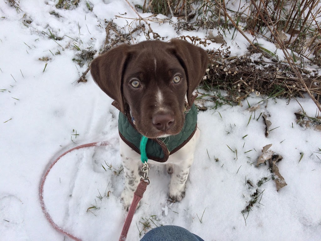 The Ontario Dog Trainer | 814 Lifford Rd, Bethany, ON L0A 1A0, Canada | Phone: (705) 277-1503