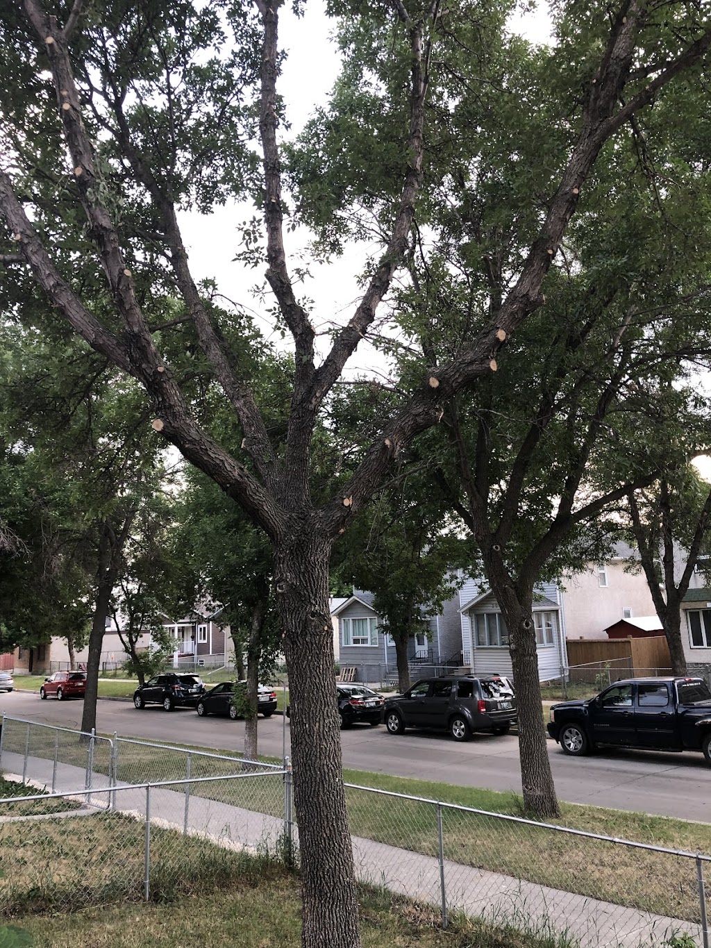 Kildonan Tree Service Ltd | 275 Transport Rd, Oakbank, MB R0E 1J3, Canada | Phone: (204) 233-9337