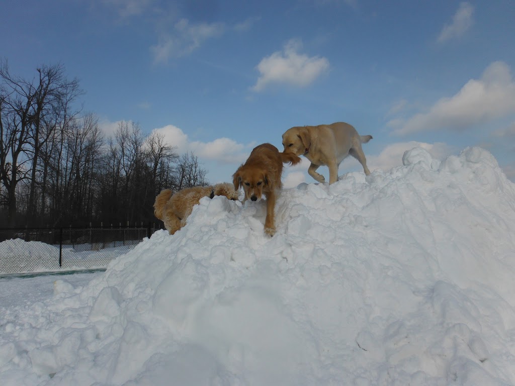 Camp Canine | 12195 Fourth Line Nassagaweya, Rockwood, ON N0B 2K0, Canada | Phone: (519) 856-0355