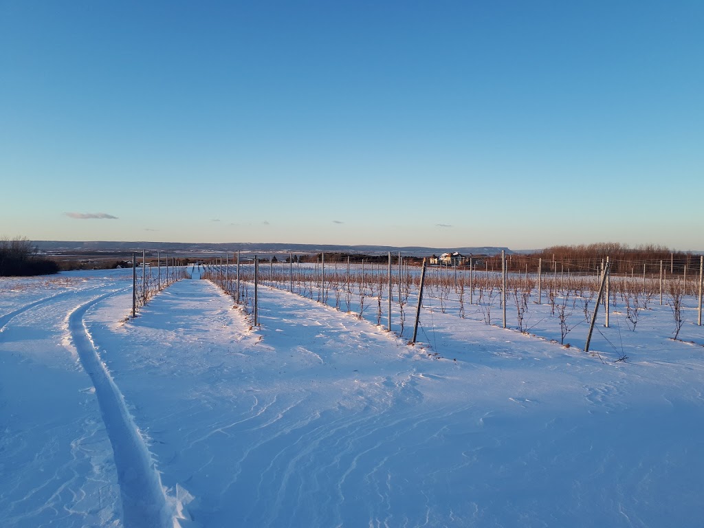 Raven Hill Vineyards | 11140 Nova Scotia Trunk 1, Wolfville, NS B4P 2R1, Canada | Phone: (902) 690-5619