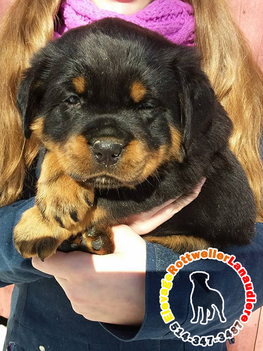 Élevage de chiots et chiens Rottweiler Lanaudière | 300 6e Rang, Saint-Calixte, QC J0K 1Z0, Canada | Phone: (514) 347-3487