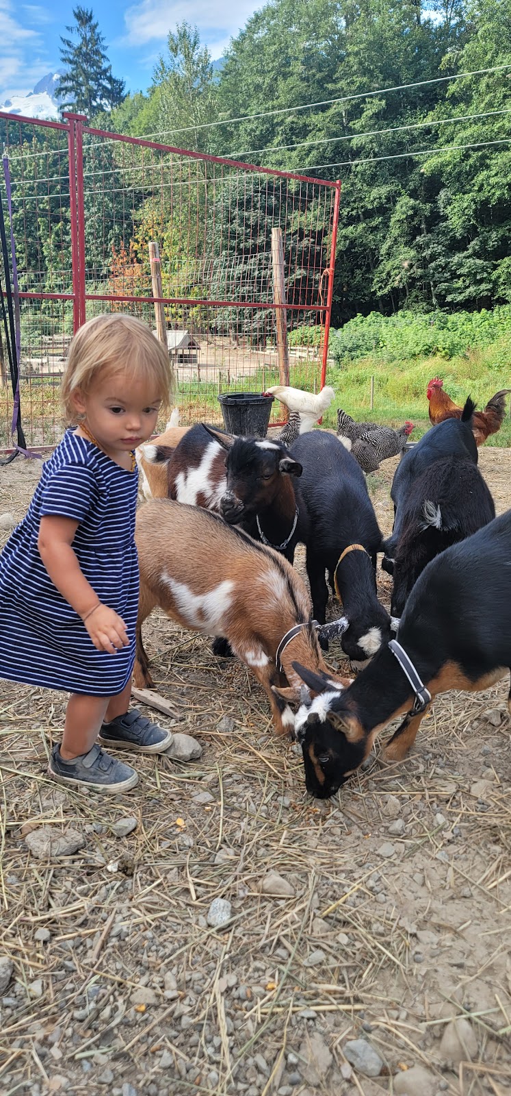 Goat Yoga | 12825 Squamish Valley Rd, Brackendale, BC V0N 1H0, Canada | Phone: (604) 902-5951