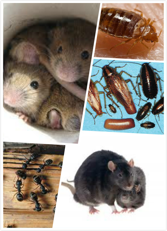 AA Happy Pest control service Ltd. | 14177 85b Ave, Surrey, BC V3W 0S3, Canada | Phone: (778) 855-6856