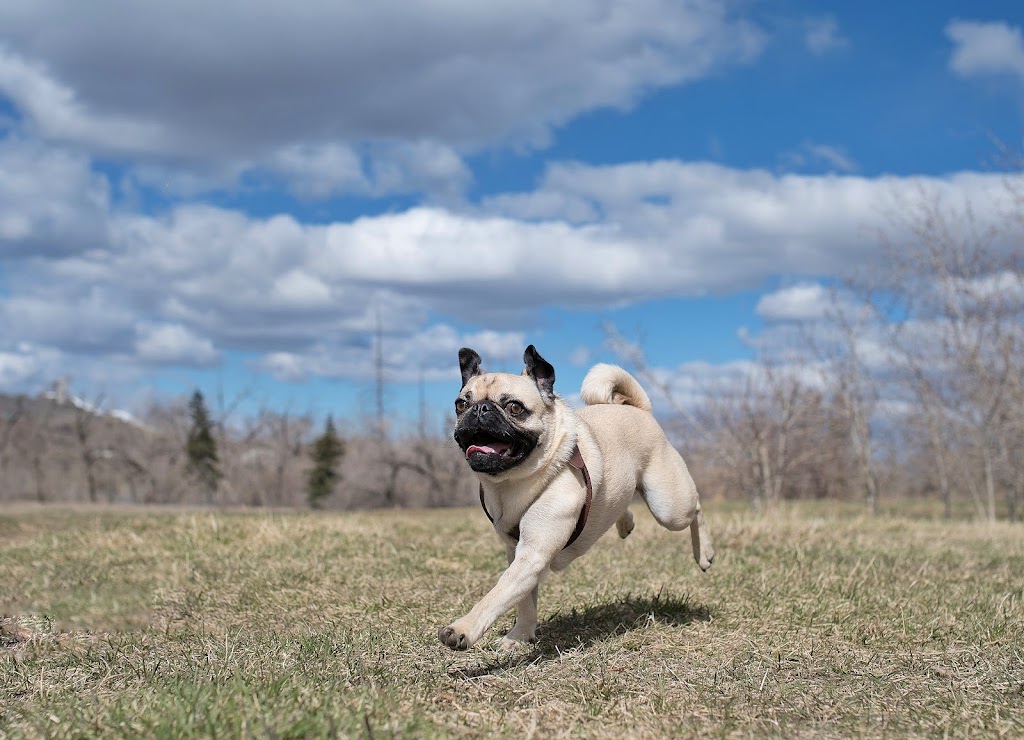 Cameras and Canines | B.1339 206020, Hwy 762, Bragg Creek, AB T0L 0K0, Canada | Phone: (403) 700-7387