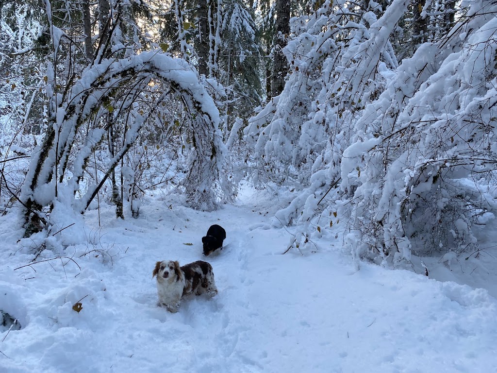 Ravine Acres Miniature Australian Shepherds | Box 258, Merville, BC V0R 2M0, Canada | Phone: (780) 387-8697