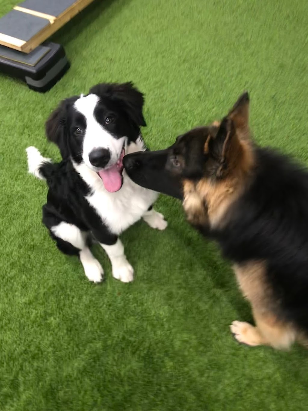 Masters Of Mischief Canine Social Club | 1638 Bath Rd, Kingston, ON K7M 4X6, Canada | Phone: (613) 389-8444