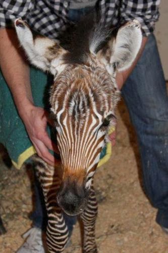Okanagan Equine Veterinary Services | 4656 Wallace Hill Rd, Kelowna, BC V1W 4C2, Canada | Phone: (250) 764-9888