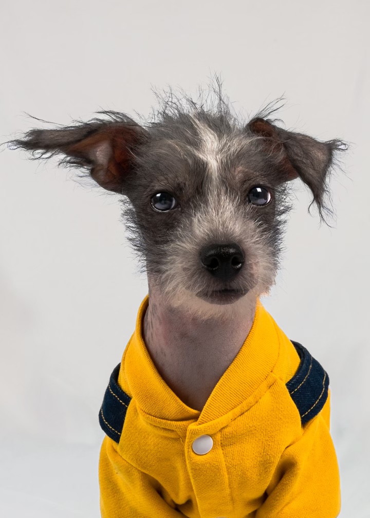 Pet Furtography | 50 Main St E, Beeton, ON L0G 1A0, Canada | Phone: (905) 801-5130