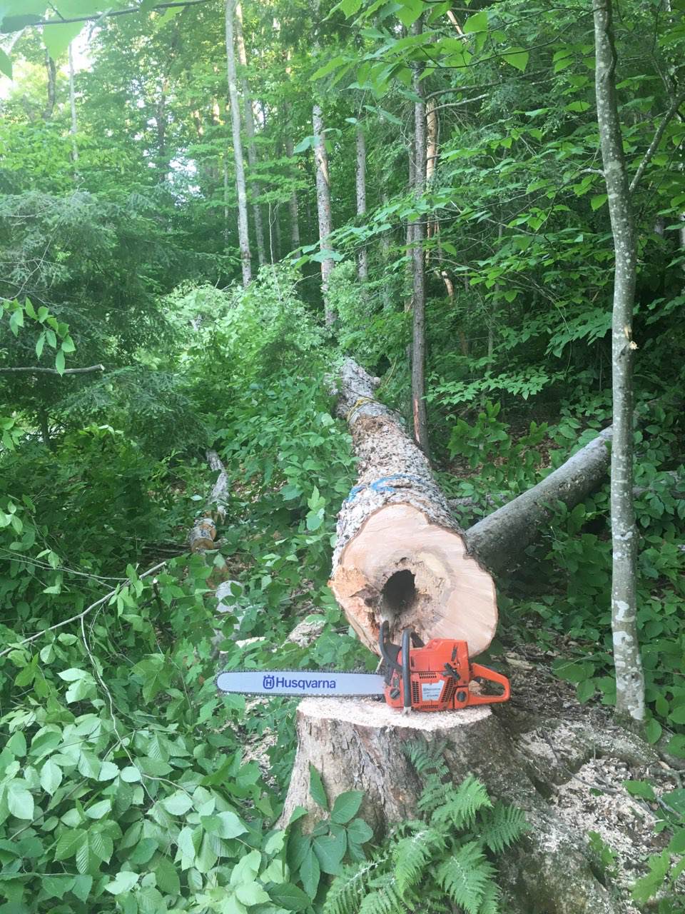 Buckshot Lake Tree Service | Buckshot Lake Rd, Addington Highlands, ON K0H, Canada, Canada | Phone: (613) 453-7543