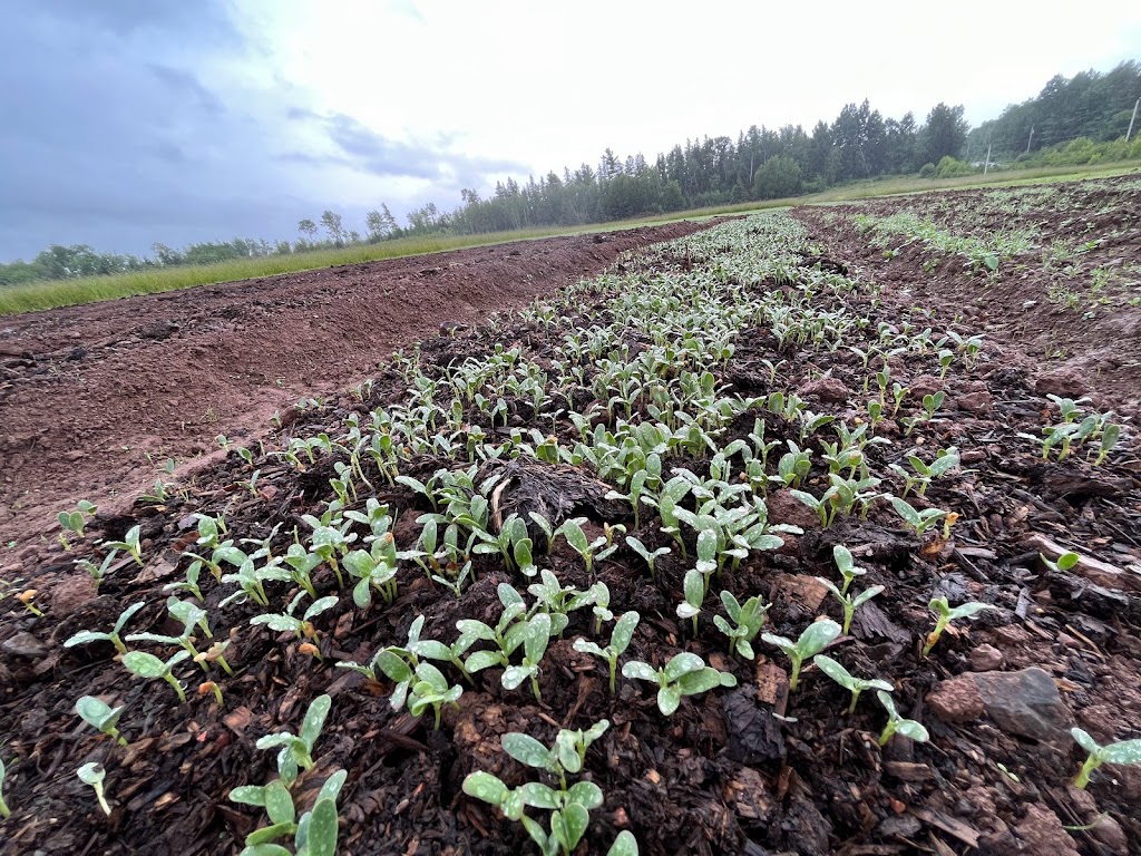 Beaver Creek Natural Farm | 6186 Truro Rd, Tatamagouche, NS B0K 1V0, Canada | Phone: (902) 403-5034
