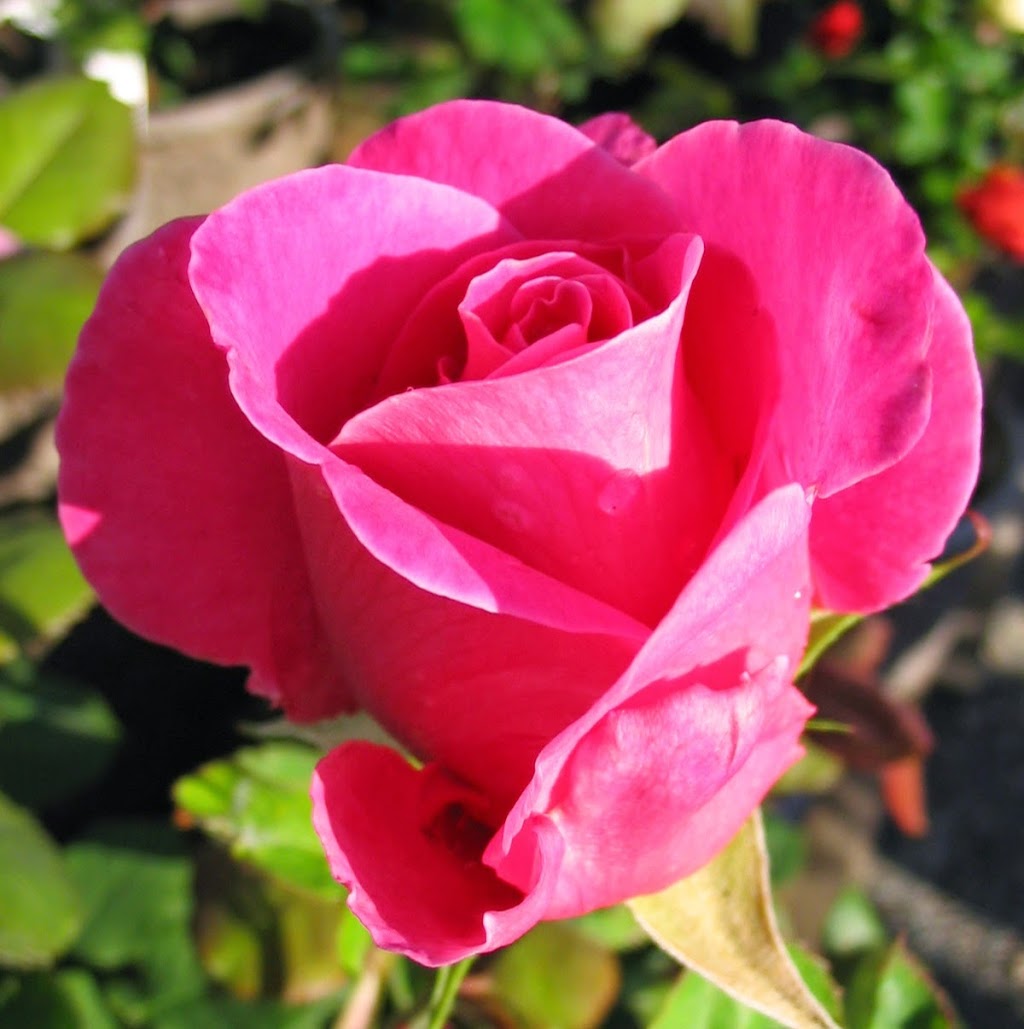 Hunters Garden Centre & Flower Shop | 15175 72 Ave, Surrey, BC V3S 2G3, Canada | Phone: (604) 590-2431