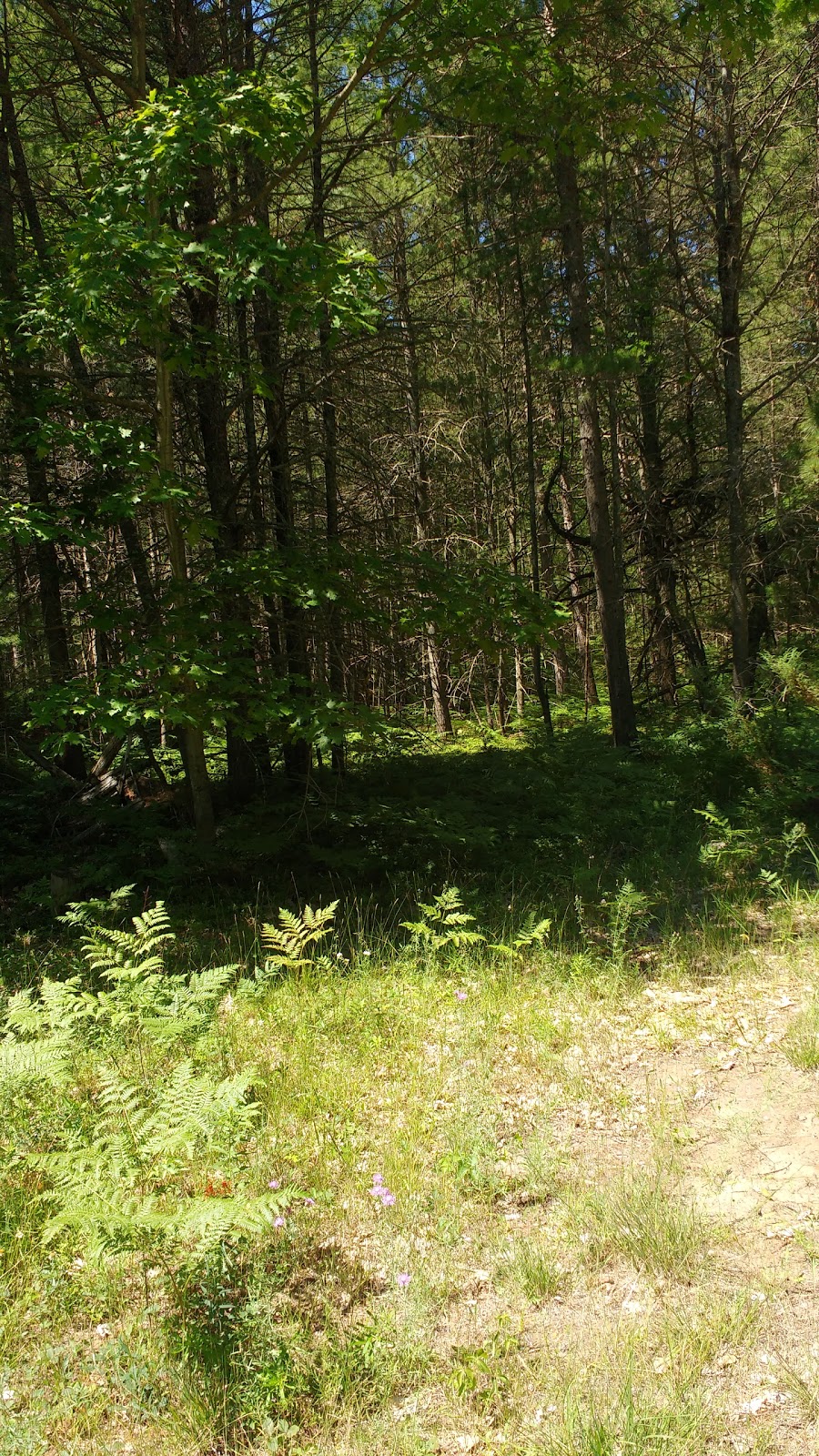 Wasaga Nordic and Trail Centre - Wasaga Beach Provincial Park | 101 Blueberry Trail, Wasaga Beach, ON L9Z 1S5, Canada | Phone: (705) 429-0943