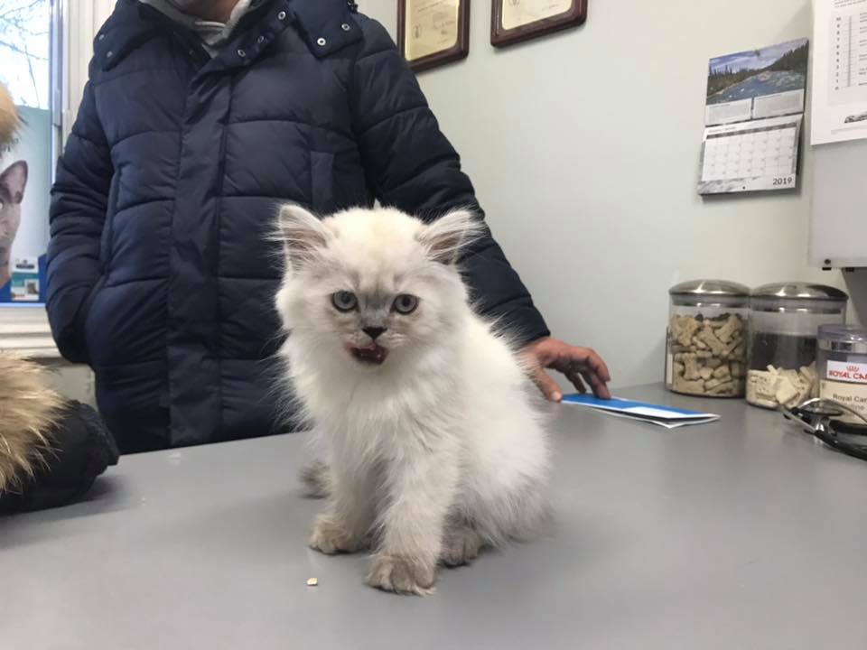 Animal Hospital Of River Oaks | 161 Old Upper Middle Rd, Oakville, ON L6H 1M2, Canada | Phone: (905) 338-6257