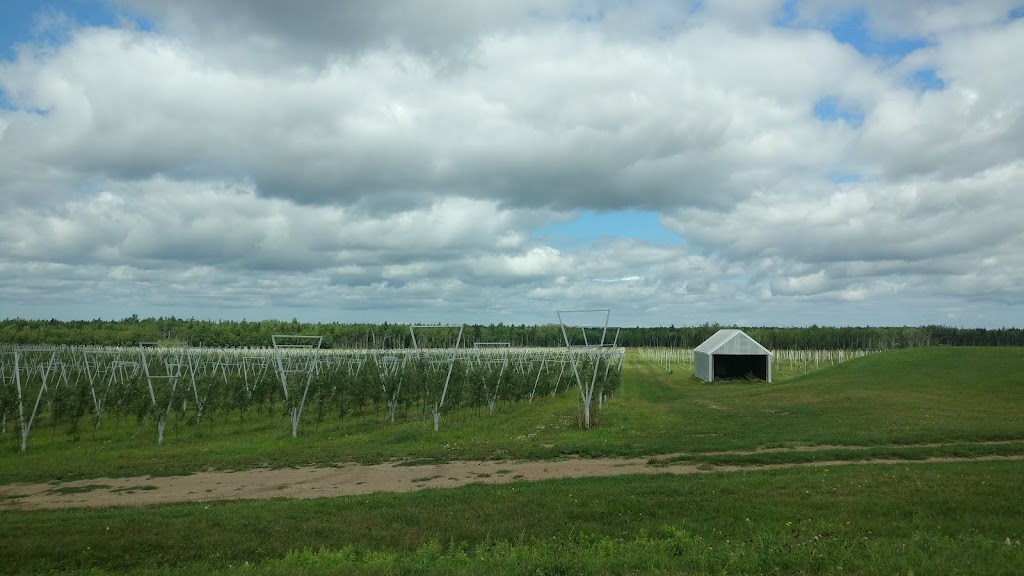 Canadian National Growers Inc. | 476 Chem. Perry, Sainte-Anne-de-Kent, NB E4S 1C6, Canada | Phone: (506) 743-1030
