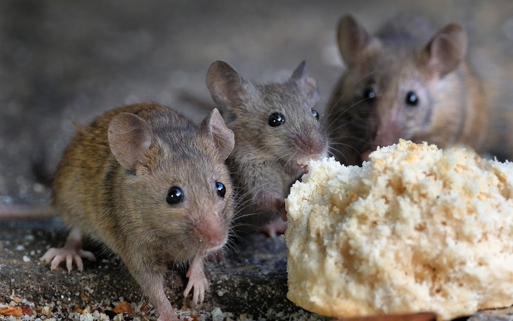 Xterminate Pest Control | 22 Allenhead Crescent, Brampton, ON L6Z 4H4, Canada | Phone: (416) 708-2248