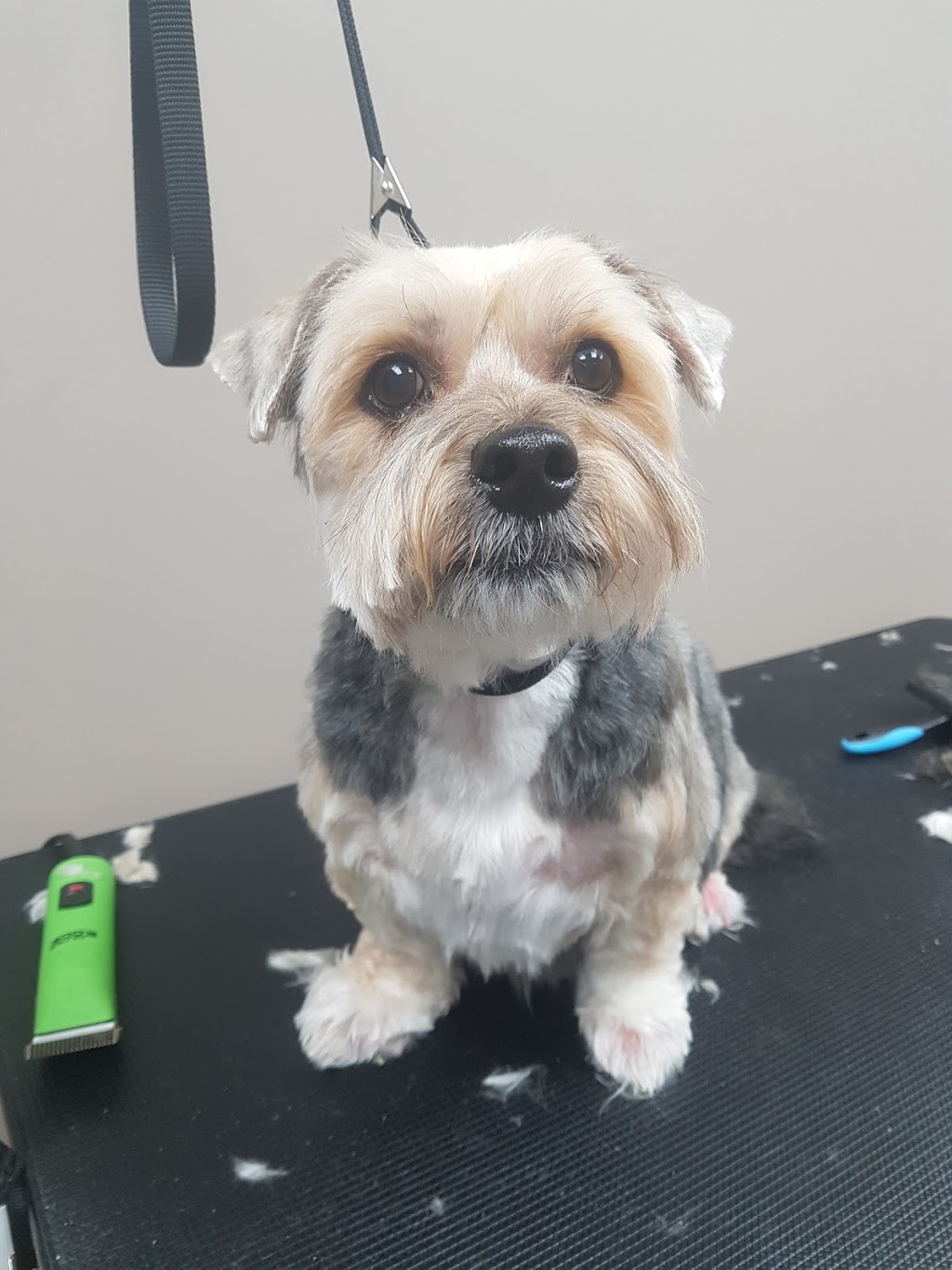 For Your Fur Kids | 9889 Tecumseh Rd E, Windsor, ON N8R 1A5, Canada | Phone: (519) 956-7337