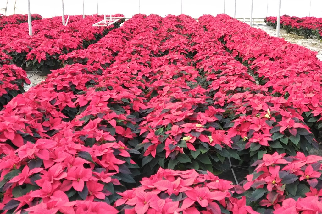 Vander Hoeven Greenhouses Ltd | 558 Linwell Rd E, St. Catharines, ON L2R 7K6, Canada | Phone: (905) 935-6792