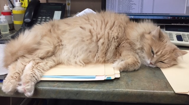 Cambrian Animal Hospital | 598 Falconbridge Rd #5, Sudbury, ON P3A 5K6, Canada | Phone: (705) 566-4085