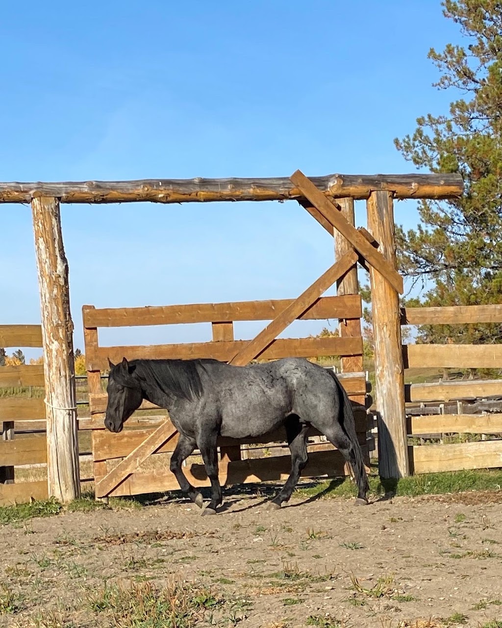 Ram River Tours - Ram Rides | AB-734, Nordegg, AB T0M 2H0, Canada | Phone: (403) 844-0408