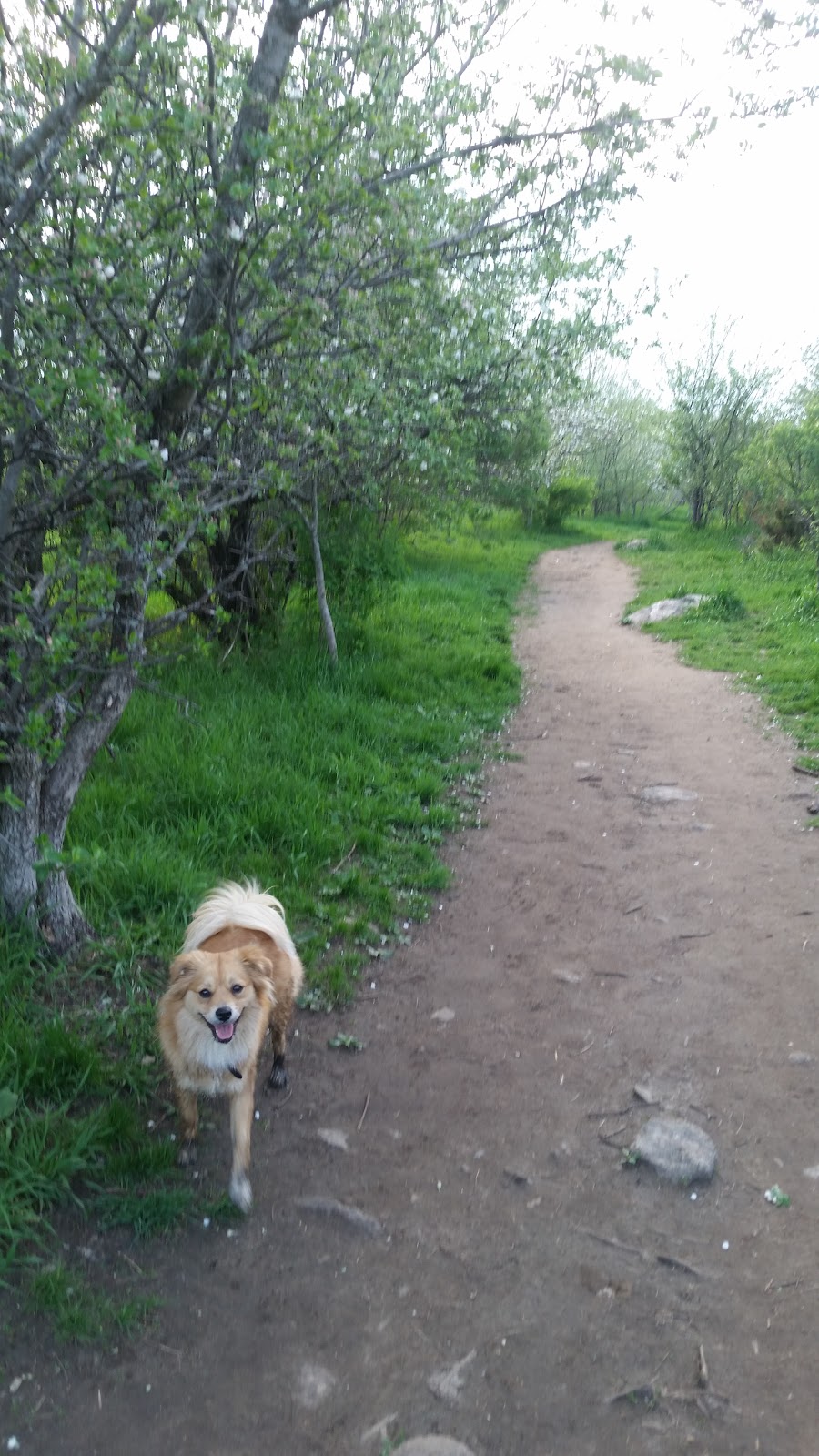 Stittsville Dog Park | Trans Canada Trail, Stittsville, ON K2S 0G8, Canada