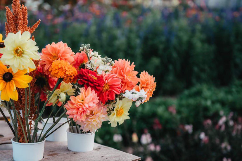 Rising Roots Farm | 884184, County Road 88, Embro, ON N0J 1J0, Canada | Phone: (226) 228-2722