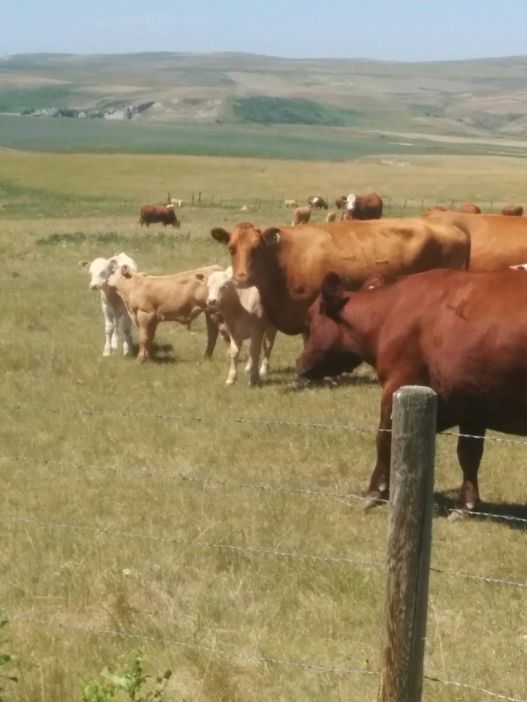 Crooked Creek Ranch | Range Rd 260A, Aetna, AB T0K 1Y0, Canada | Phone: (403) 448-0081