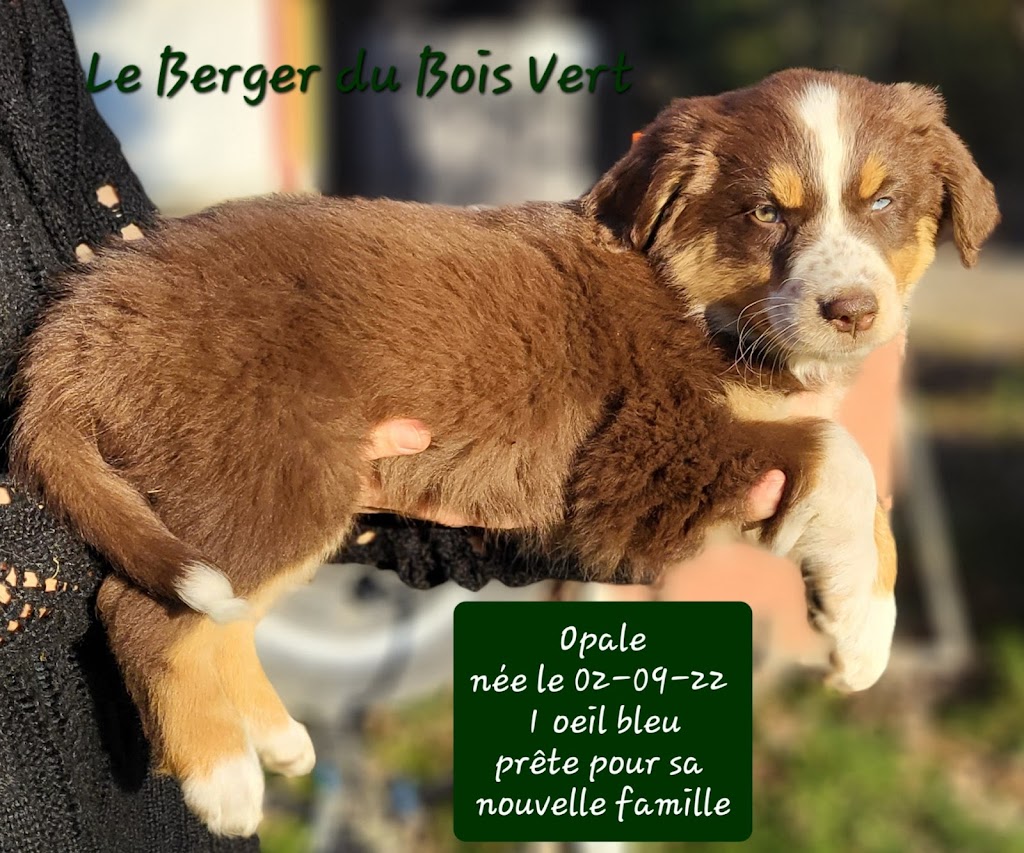 Le Berger du Bois Vert | 806a Rang 8 et 9, Saint-Rémi-de-Tingwick, QC J0A 1K0, Canada | Phone: (819) 350-8036