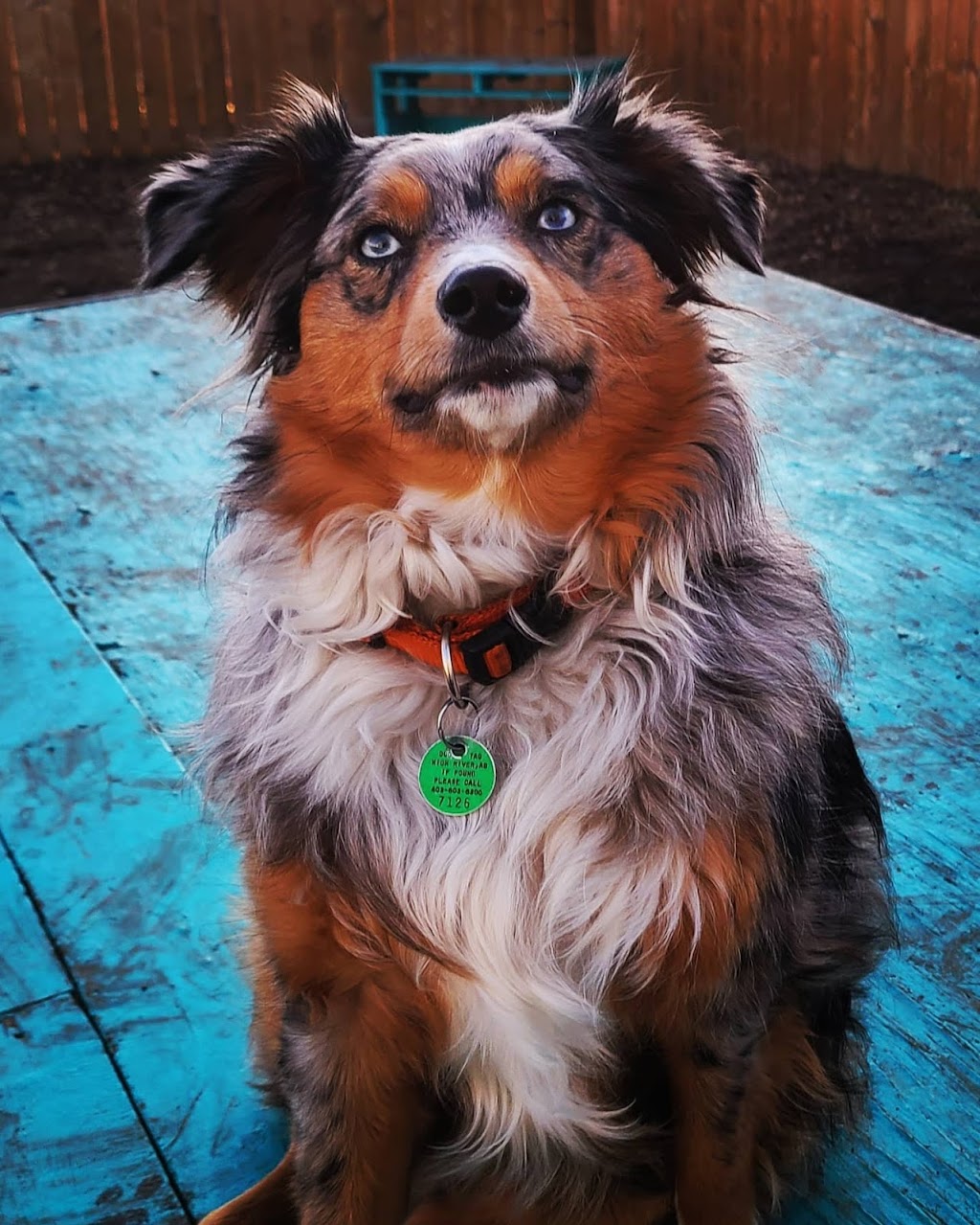 Pawsitive Pups Daycare and Training | 5-805 11 Ave SE, High River, AB T1V 1P2, Canada | Phone: (403) 336-0988