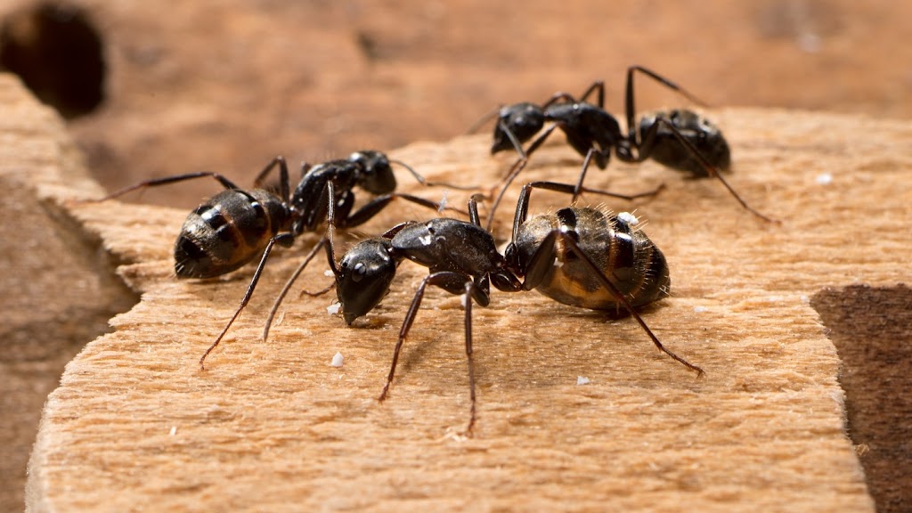 Ultimate Pest Solutions - Brampton | 17 Queen St W #2, Brampton, ON L6Y 1L9, Canada | Phone: (437) 882-4242