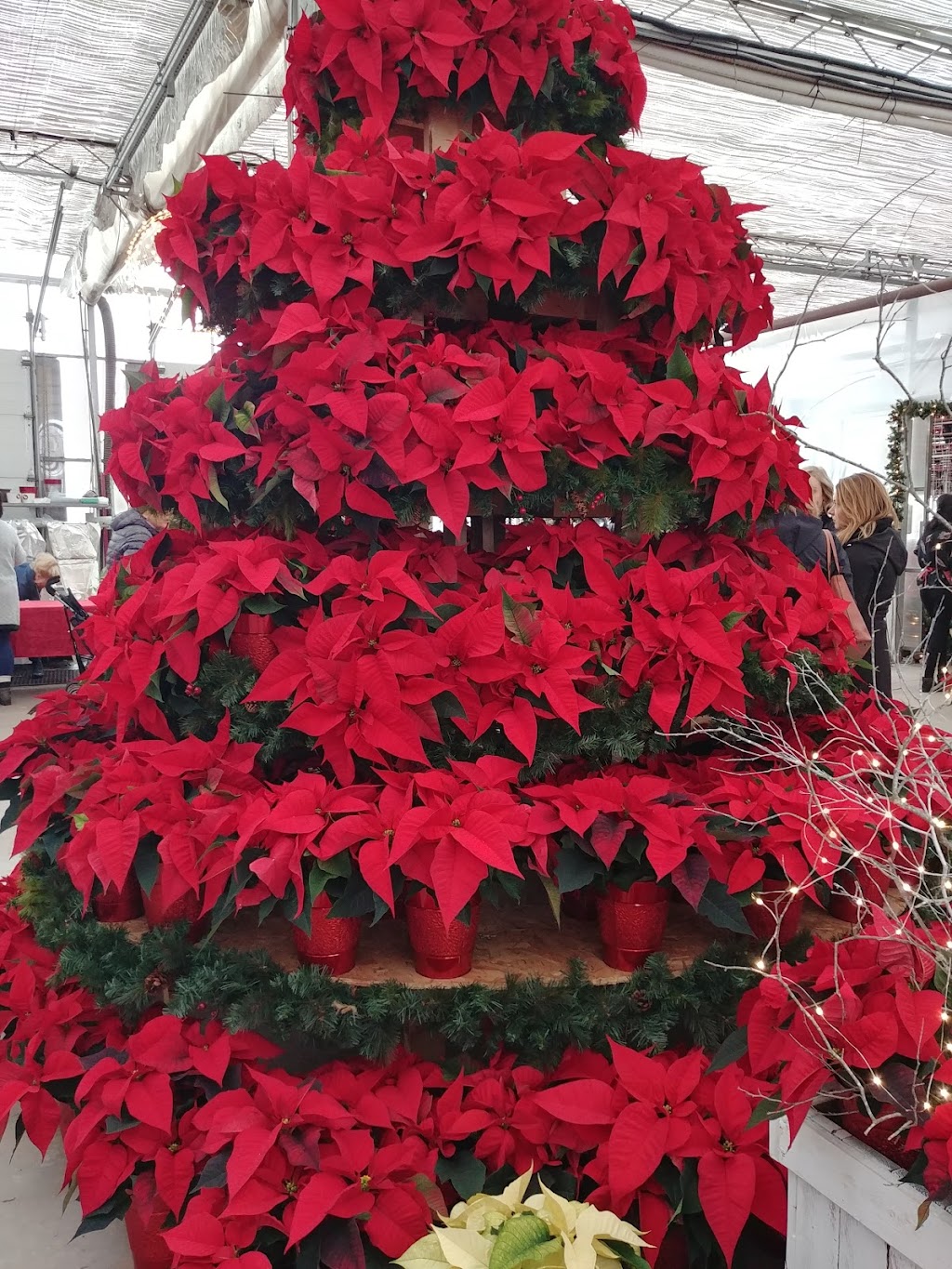Forest Glen Greenhouse | 664 Brentwood Rd, Brookfield, NS B0N 1C0, Canada | Phone: (902) 673-3387