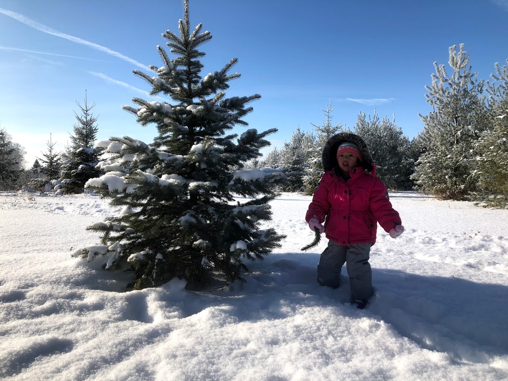 Elliott Tree Farm | 9467 Erin East Garafraxa Townline, Hillsburgh, ON N0B 1Z0, Canada | Phone: (519) 216-0699