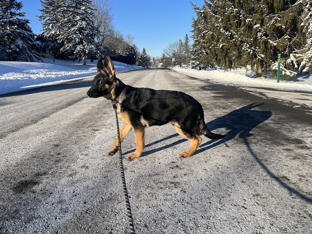 One More Light K9 | S Island Park Dr, Ottawa, ON K4M 1J2, Canada | Phone: (613) 807-7597