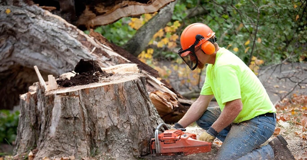 GTA Tree Removal | 119 Kirkvalley Crescent, Aurora, ON L4G 7R1, Canada | Phone: (647) 641-6881