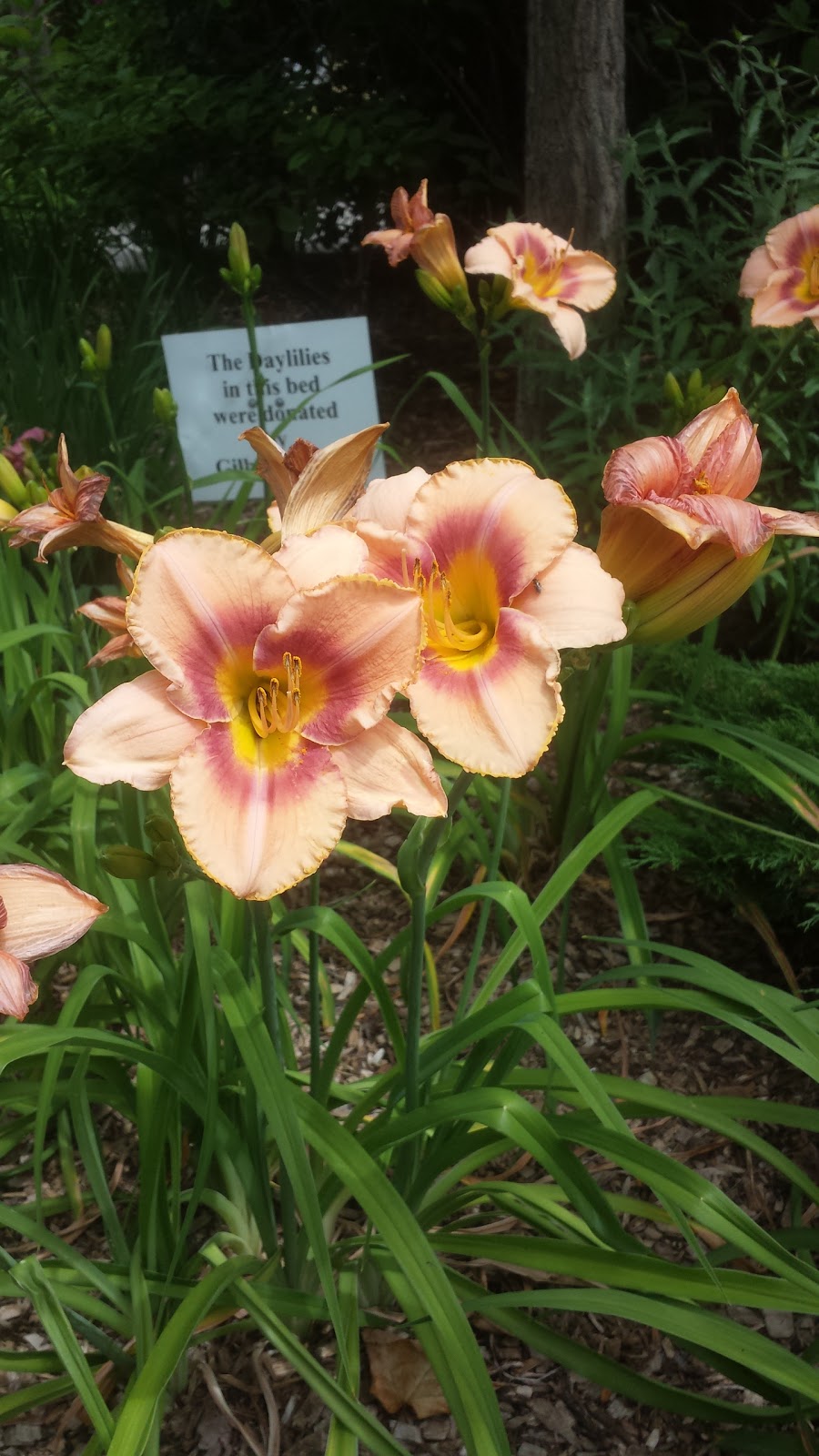 Enabling Garden, Riverside Park | 681 Woolwich St, Guelph, ON N1H 3Y8, Canada