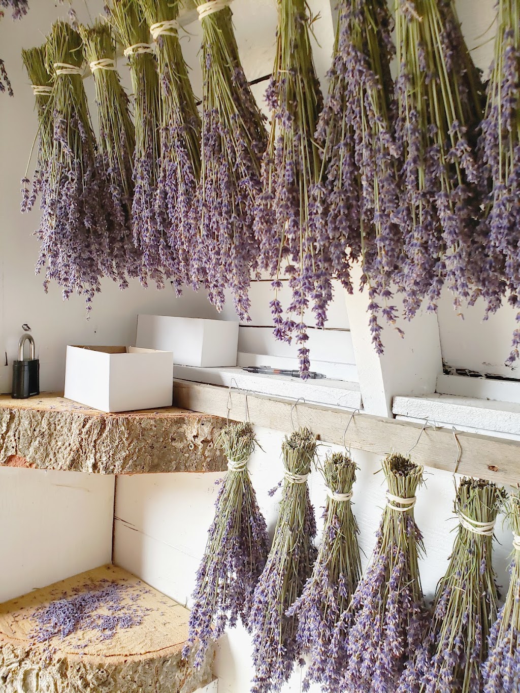 Harrison Lavender | 3777 Wildwood Dr, Agassiz, BC V0M 1A3, Canada | Phone: (778) 985-1039