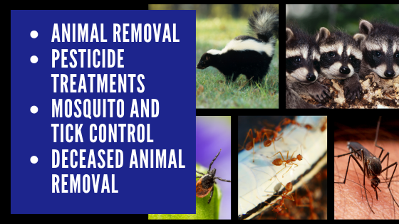 Pest Kings Wildlife & Pest Control Bradford | 5, 450 Holland St W Suite 117, Bradford, ON L3Z 0J4, Canada | Phone: (647) 988-5034