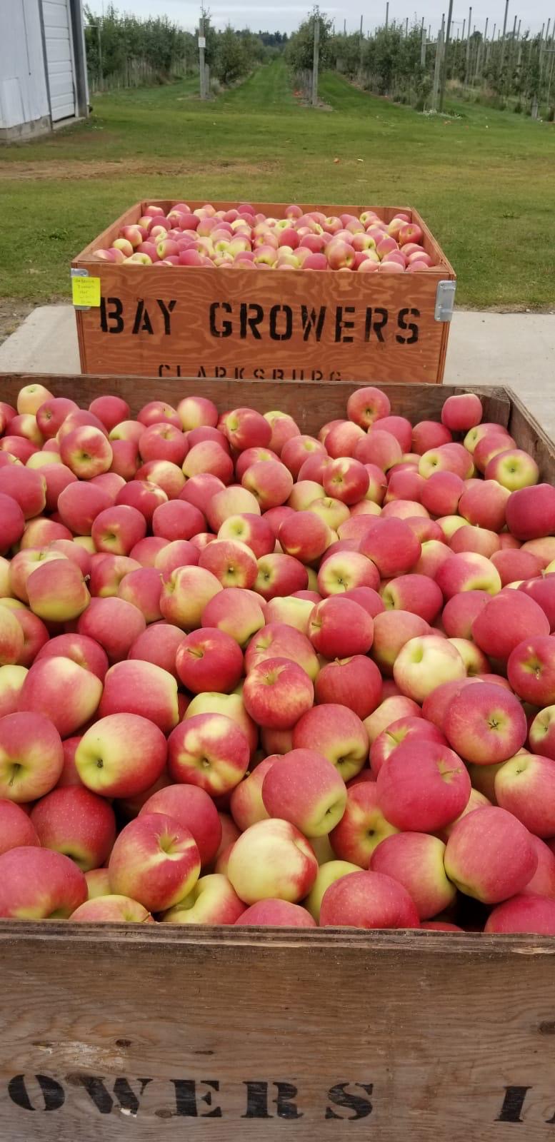 Bay Growers Inc | 828114 Grey Road 40, Clarksburg, ON N0H 1J0, Canada | Phone: (519) 599-7568