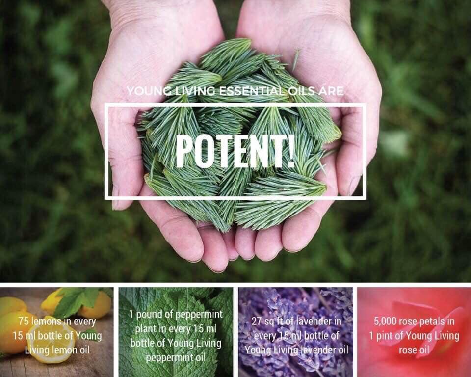 Daniela Torres Essential Oils | 557 The East Mall, Etobicoke, ON M9B 4A5, Canada | Phone: (647) 222-3889