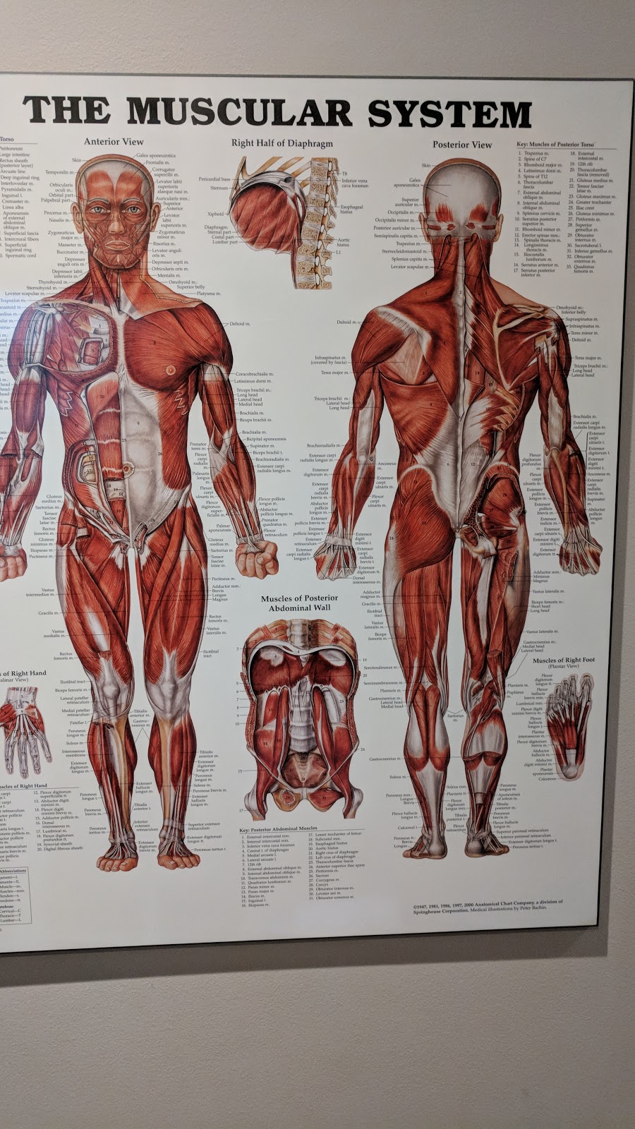 Martindale Chiropractic & Wellness Centre | 211 Martindale Rd, St. Catharines, ON L2S 3V7, Canada | Phone: (905) 685-5635