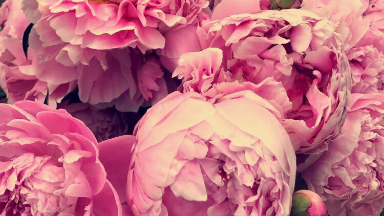 The Pink Closet | 444 Holland St W, Bradford, ON L3Z 0G1, Canada | Phone: (905) 778-8376