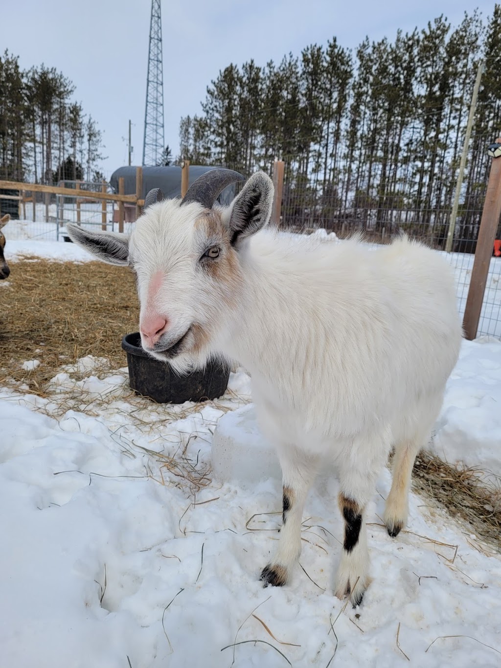 Mimosa Springs Alpacas | 5891 Fourth Line, Erin, ON N0B 1Z0, Canada | Phone: (416) 629-9428