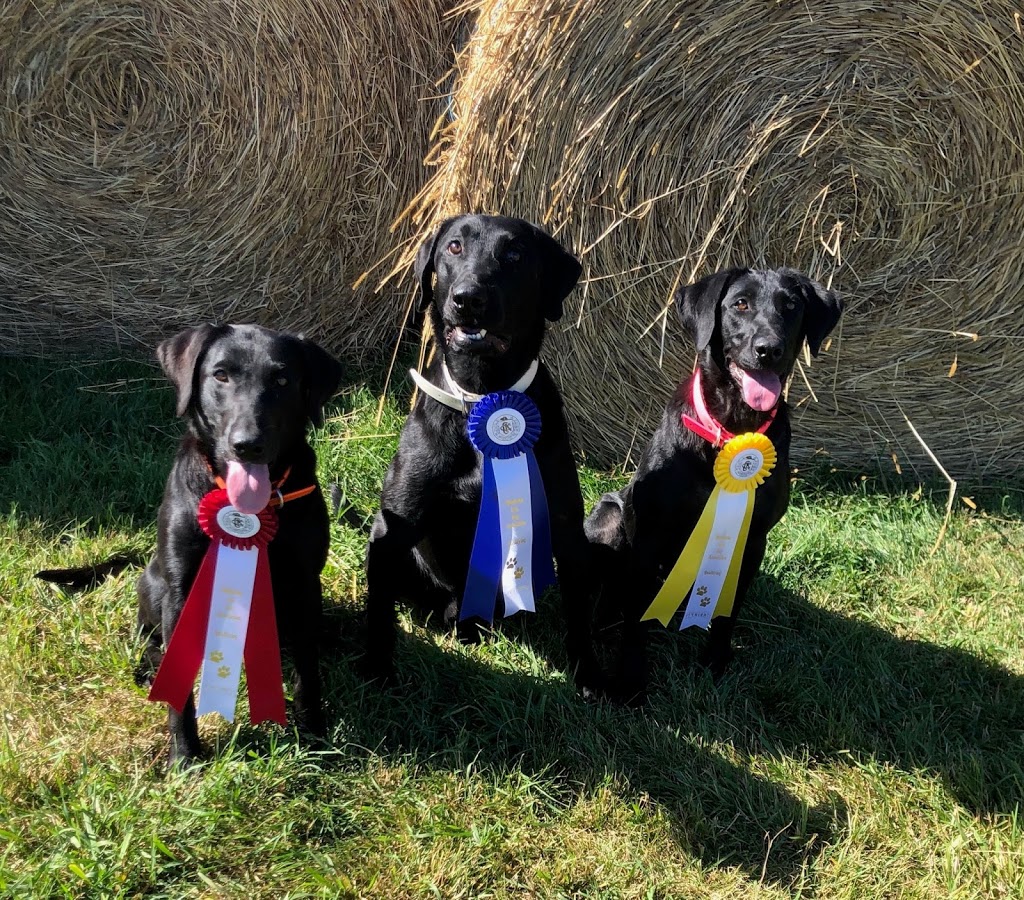 Club Mead Labradors | 2021 10 ave, Spruce View, AB T0M 1V0, Canada | Phone: (780) 387-0413