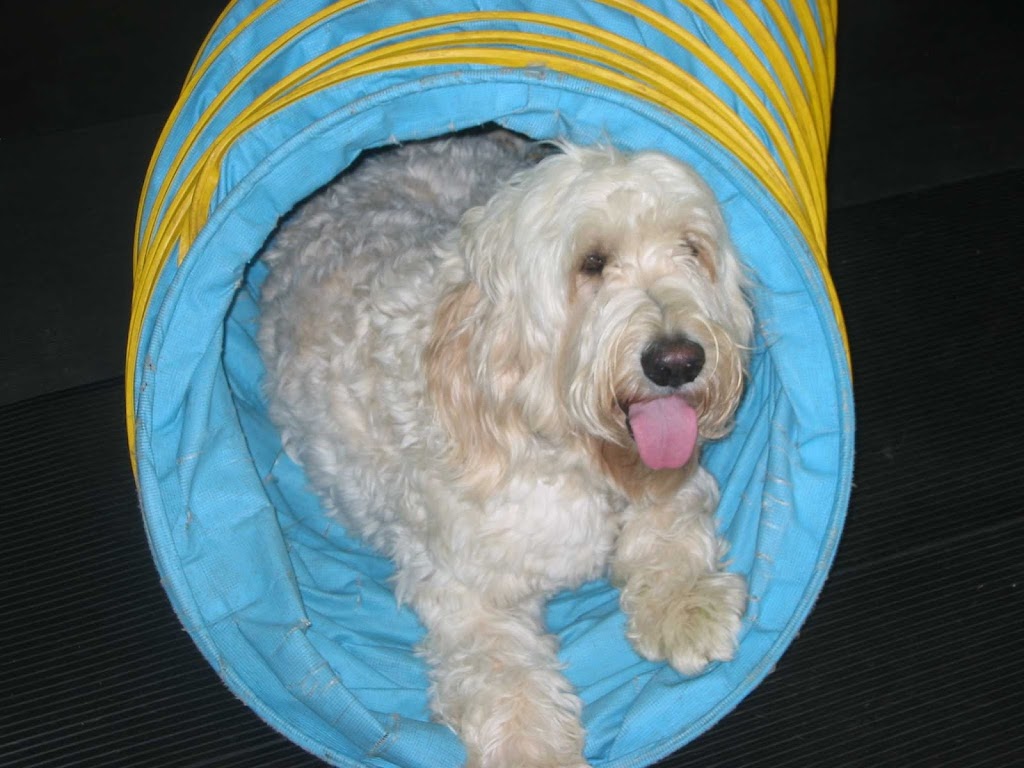 Canine Campus Training Centre | 1 Laidlaw Blvd, Markham, ON L3P 1W5, Canada | Phone: (905) 477-8092