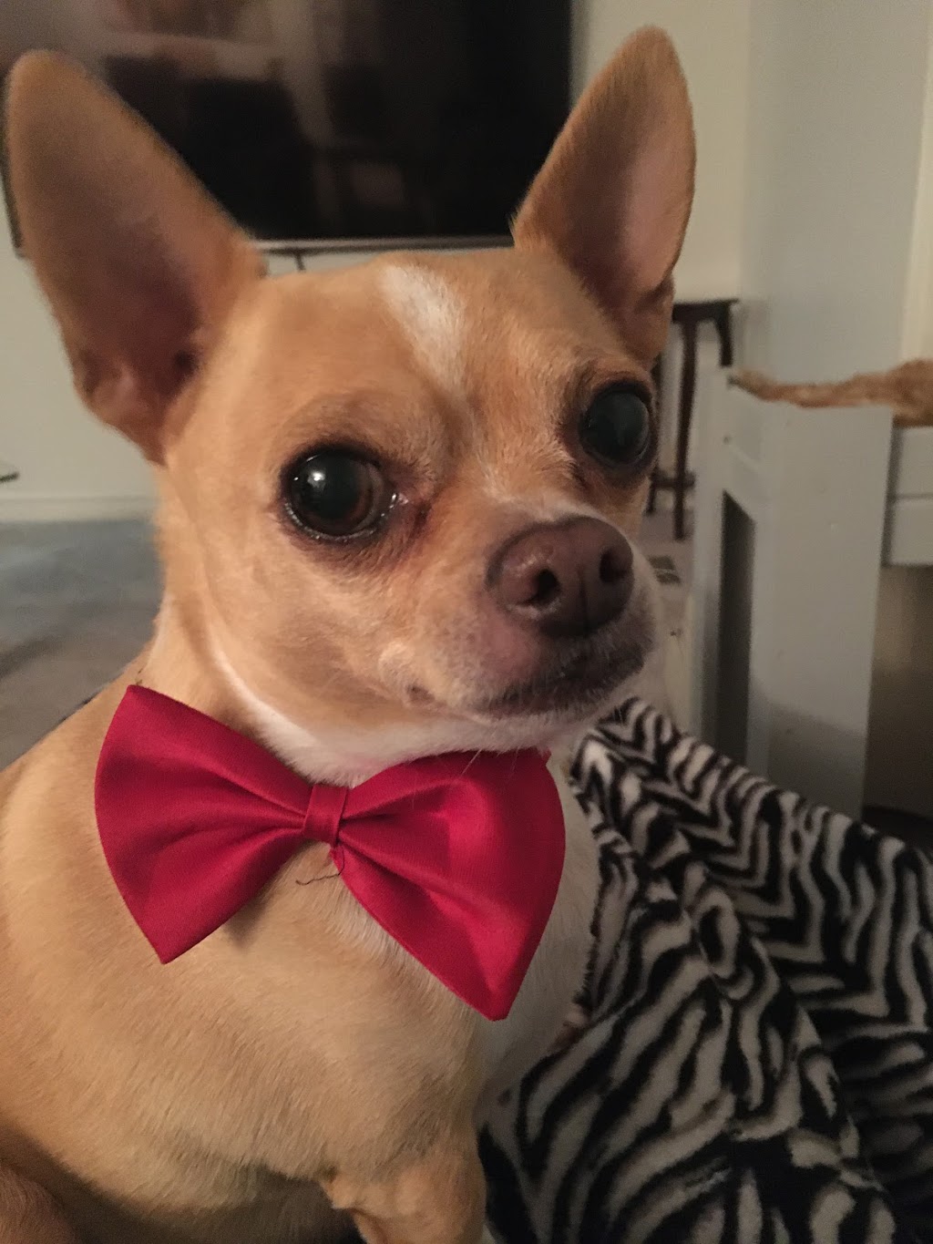 Brooklin Pet Care | 8560 Baldwin St N, Whitby, ON L1M 1Y7, Canada | Phone: (905) 655-4721
