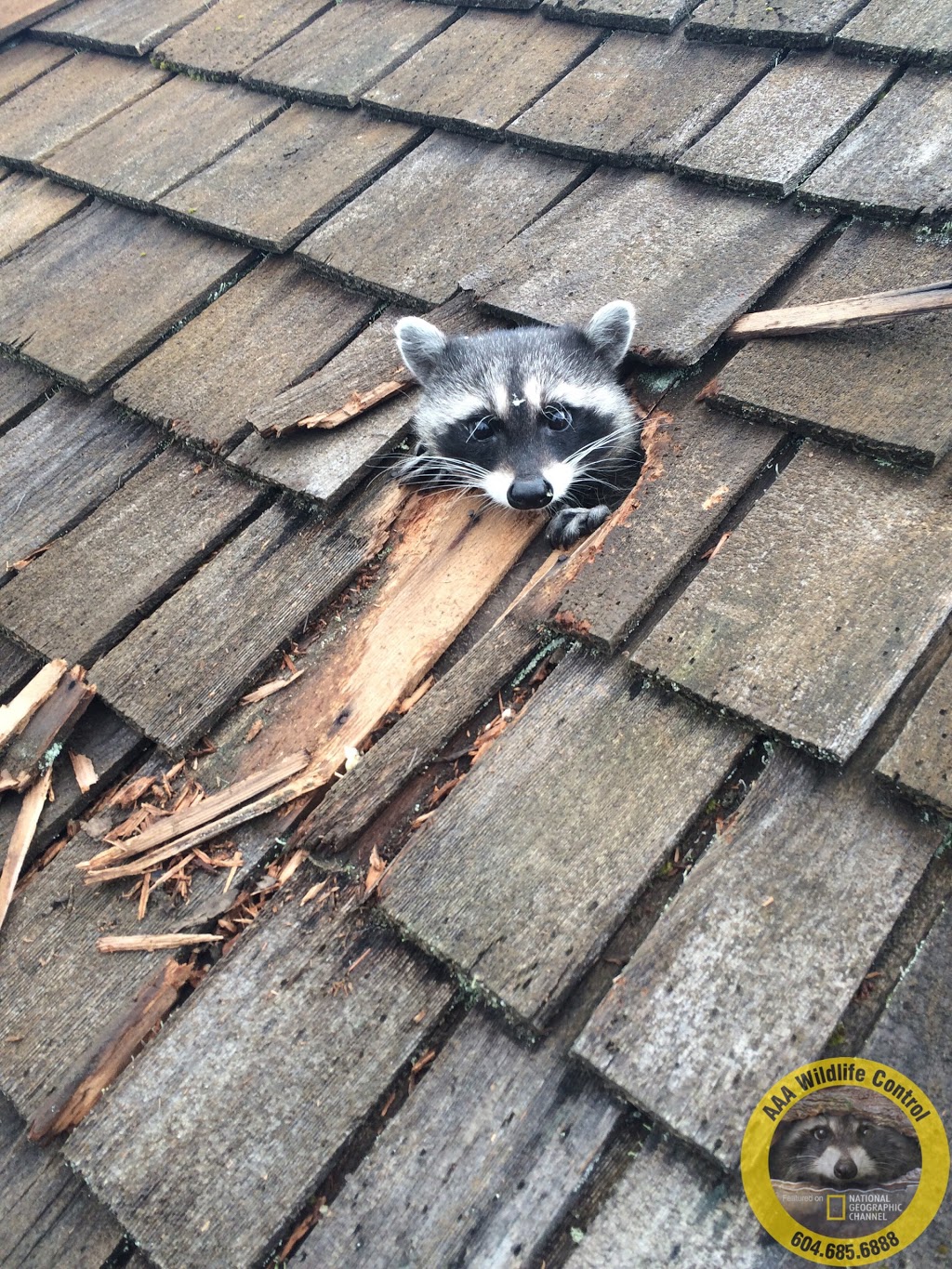 AAA Wildlife Control | 7228 Winston St, Burnaby, BC V5A 2G9, Canada | Phone: (604) 685-6888