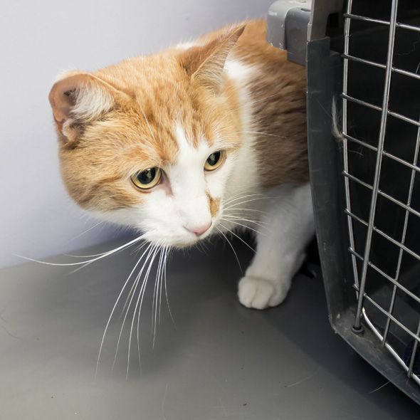 Arrowhead Veterinary Centre | 118 2 Ave W, Cochrane, AB T4C 2E7, Canada | Phone: (403) 932-2370