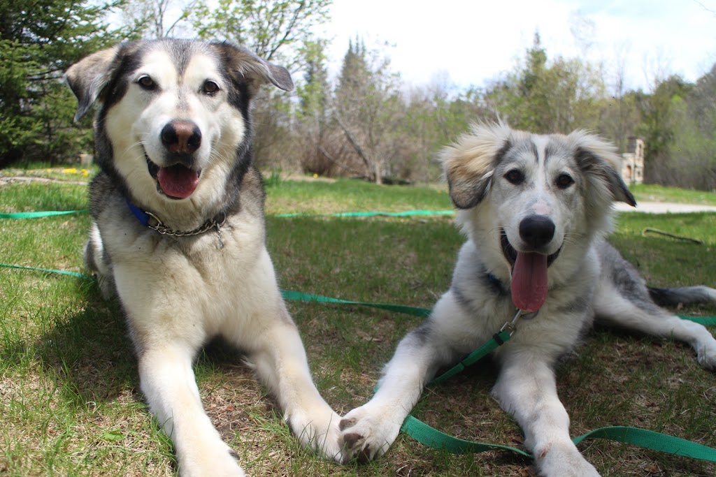 Endless Pawtential | 304 Norris Rd, Perth, ON K7H 3C6, Canada | Phone: (613) 267-8575