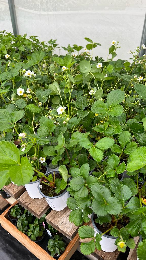 Kastle Gardens Greenhouse | 95054 Range Road 15-5, Taber, AB, Canada T0K, Taber, AB T1G 2C6, Canada | Phone: (403) 651-6736