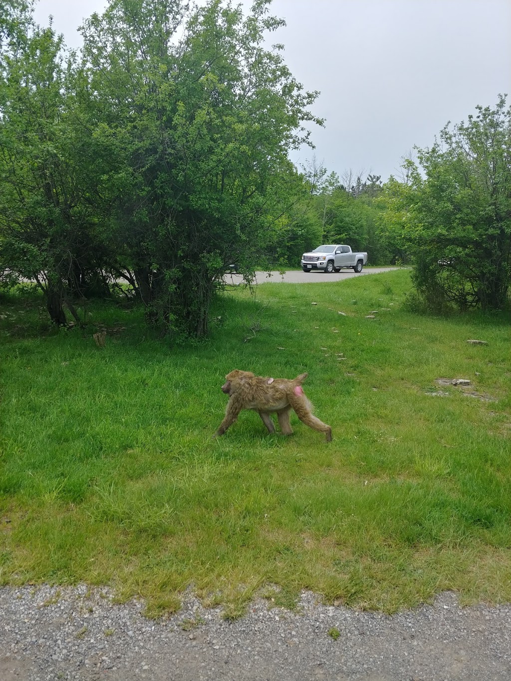 Timbavati White Lion Country | Flamborough, Hamilton, ON N1R 5S2, Canada