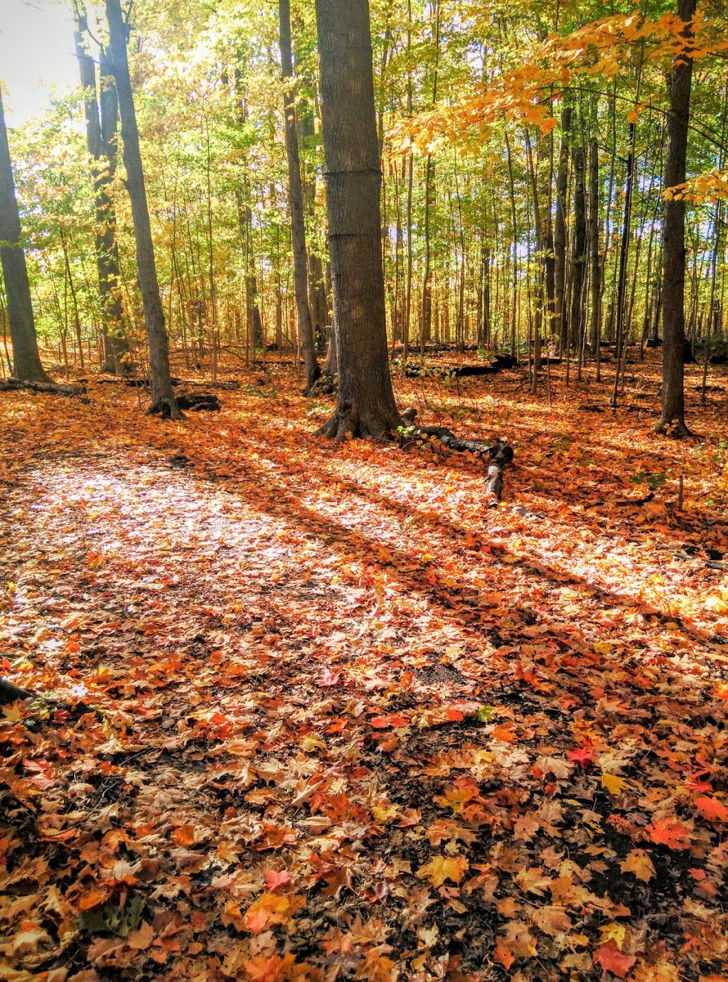 Brimley Woods Park | 2755 Brimley Rd, Toronto, ON M1S, Canada